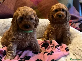Cockapoo dogs Stunning cockapoo puppies - Advert 11