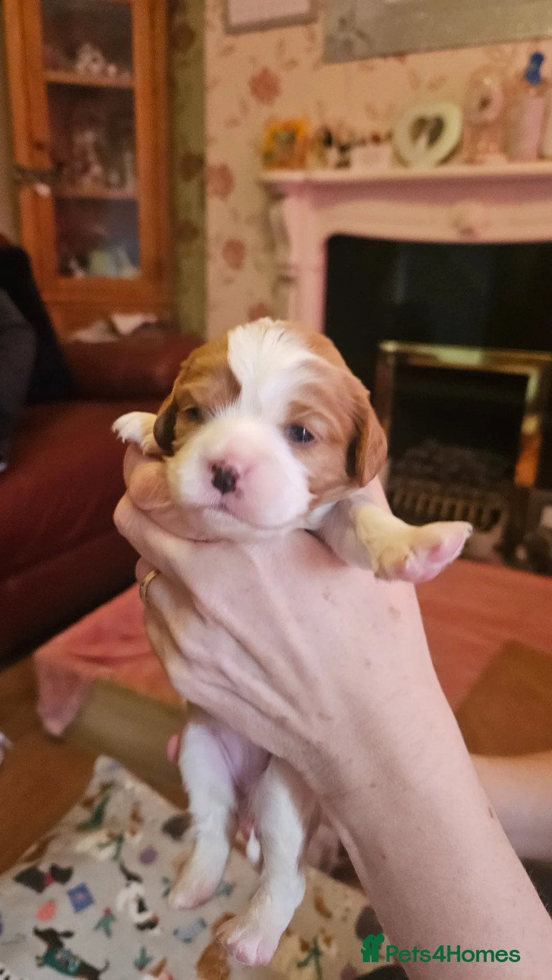 Cavalier King Charles Spaniel dogs for sale: Cavalier king charles spaniel pups for sale in Hull - Advert 15