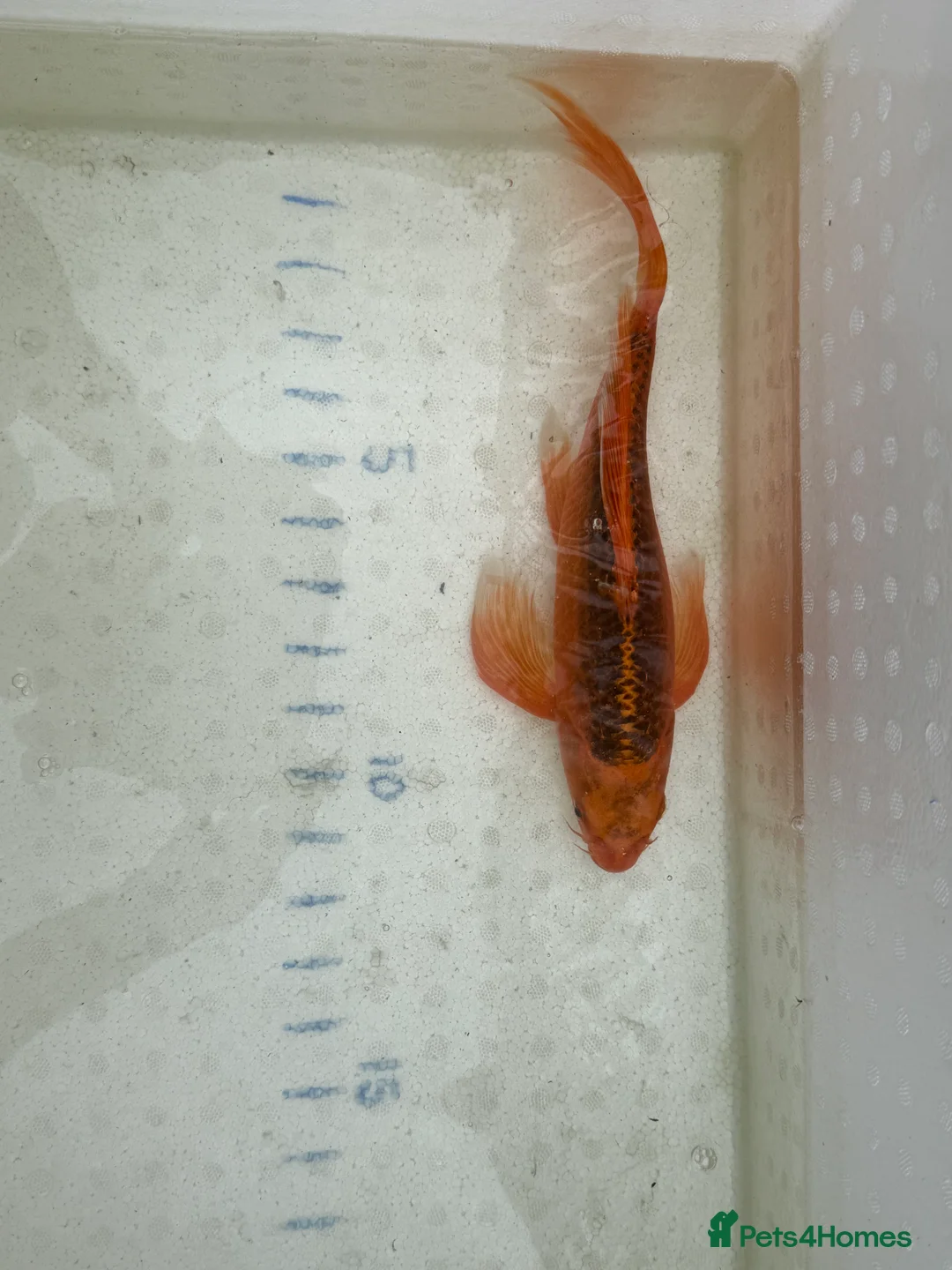 Koi Carp fish for sale: Japanese koi plus more - Advert 2