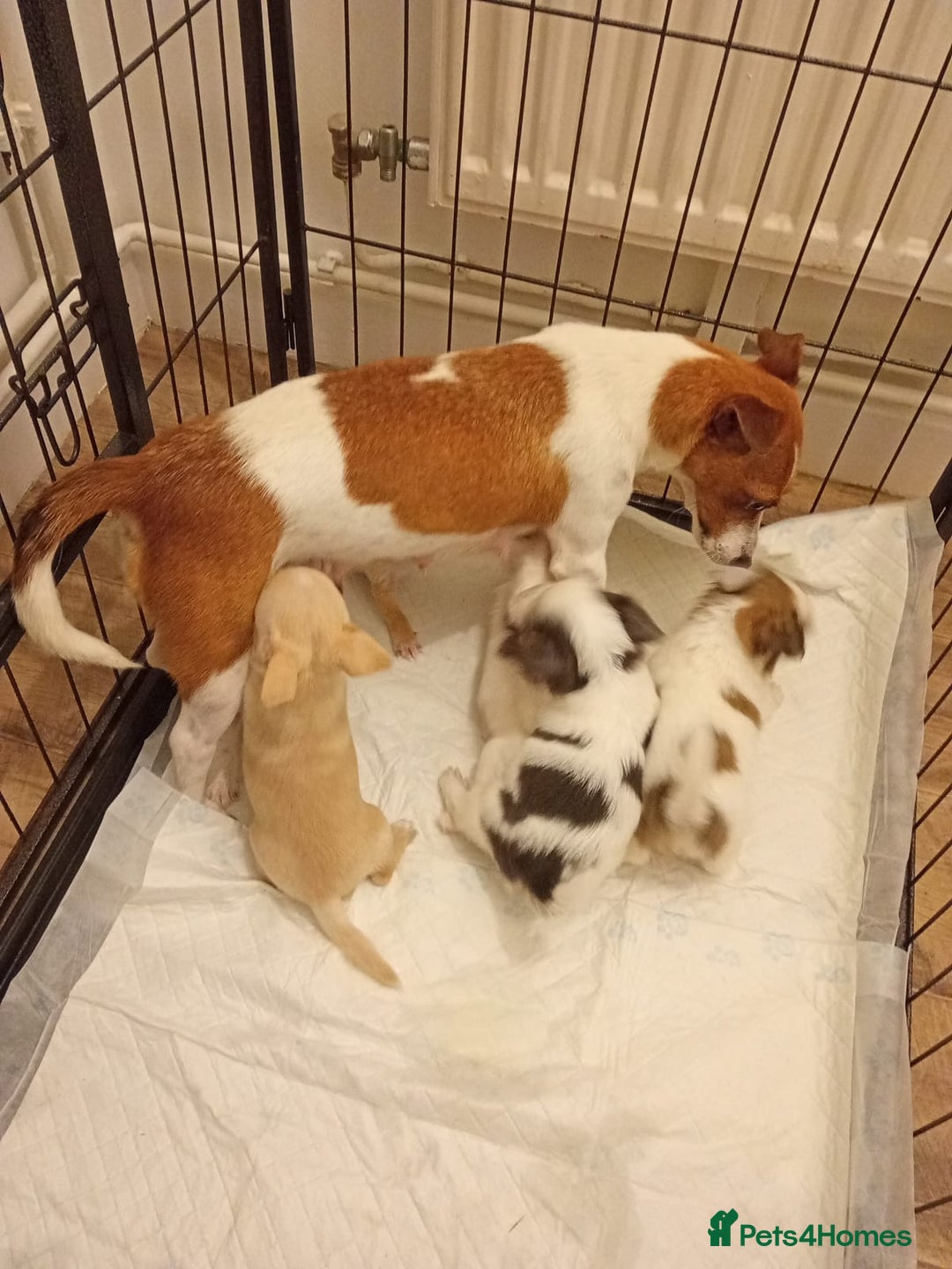 Chihuahua dogs for sale: Adorable Jack Russell × Chihuahua Puppies - Image 1