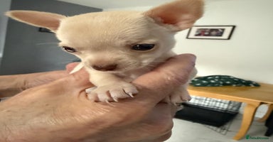Chihuahua dogs - Advert 11