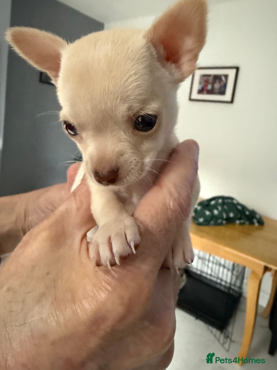 Chihuahua dogs for sale: Kc registered white chihuahua boy. - Image 6