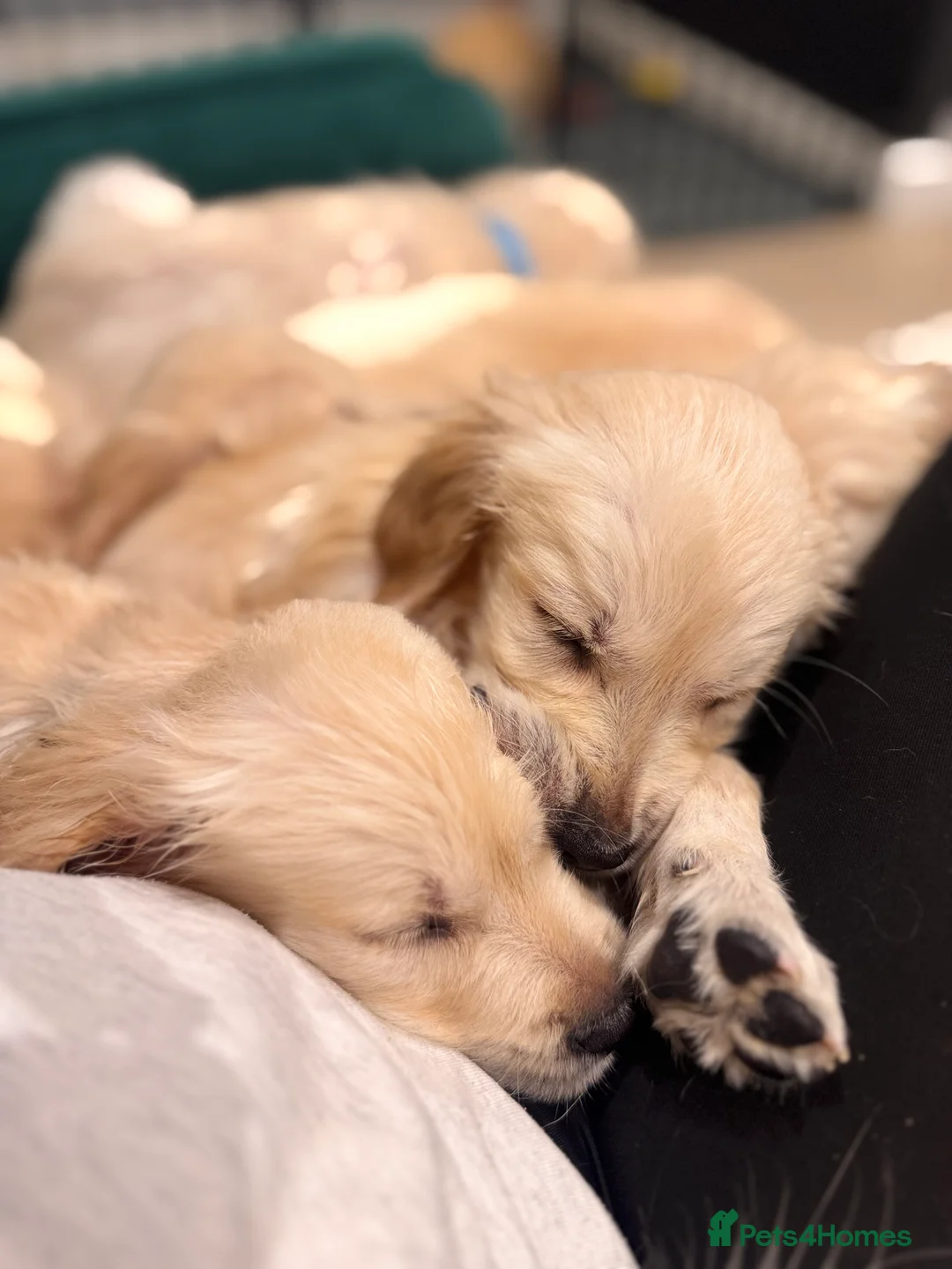 Golden Retriever dogs for sale: Champion line-KC Reg. Golden Retriever Puppies💖💙 - Advert 36