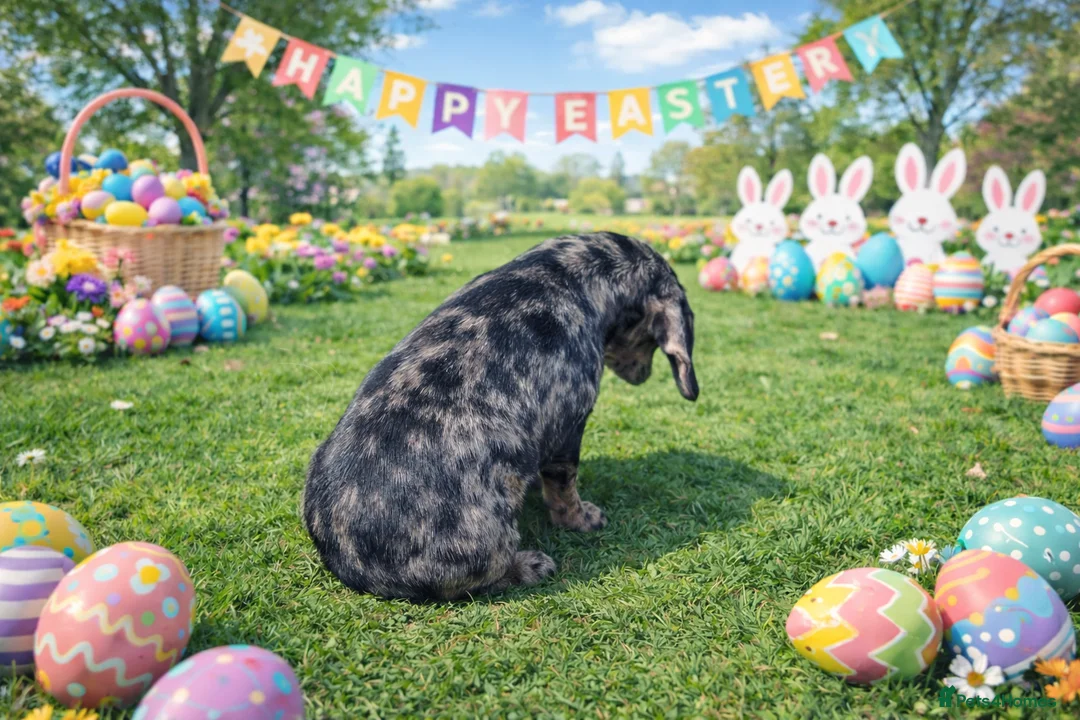 Mixed Breed dogs for sale: Absolutely Stunning Dapple Dachsador Girl - Advert 12