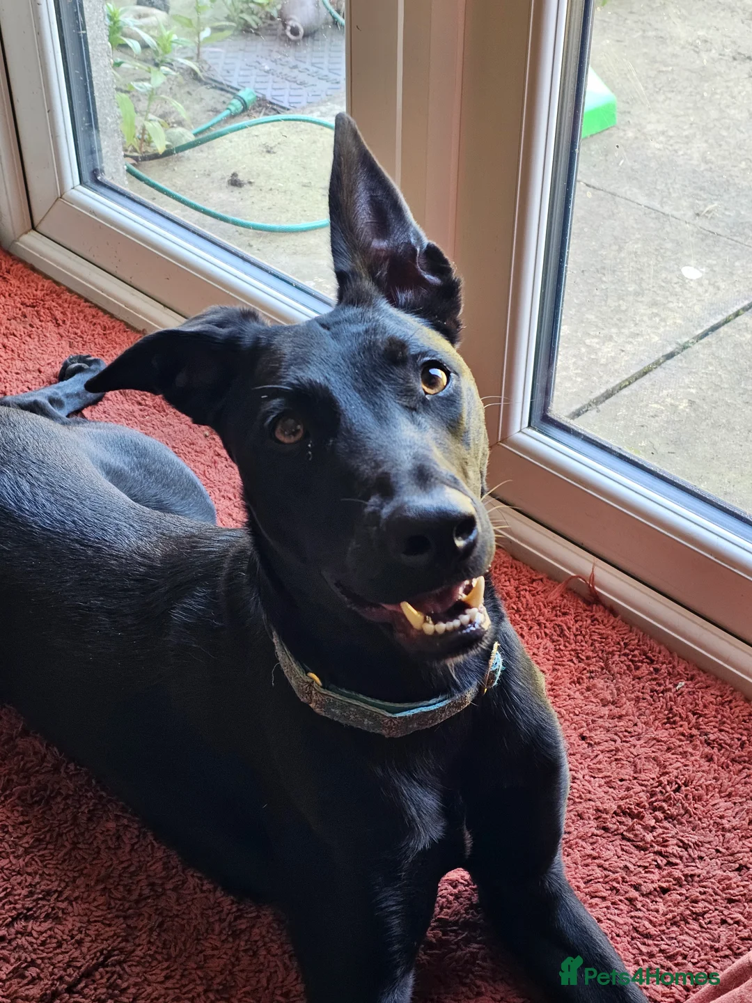 Lurcher dogs for adoption: DAPHNE, female lurcher in rescue - Advert 2