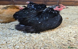 Chickens poultry for sale: Pekin Bantam Pullets POL  - Advert 4