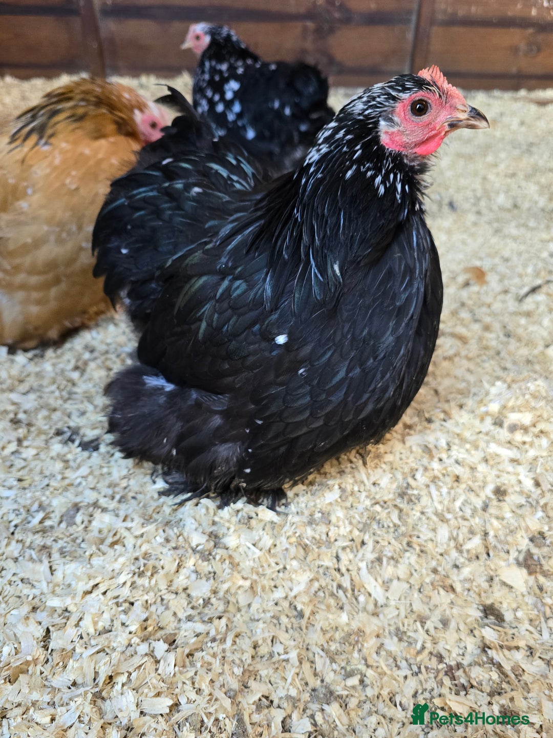 Chickens poultry for sale: Pekin Bantam Pullets POL  - Advert 4