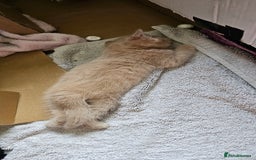 Mixed Breed cats for sale: Kittens for free - Image 4