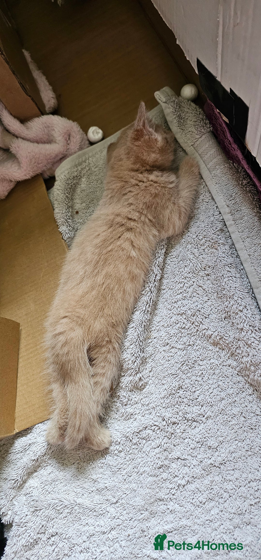 Mixed Breed cats for sale: Kittens for free - Image 4