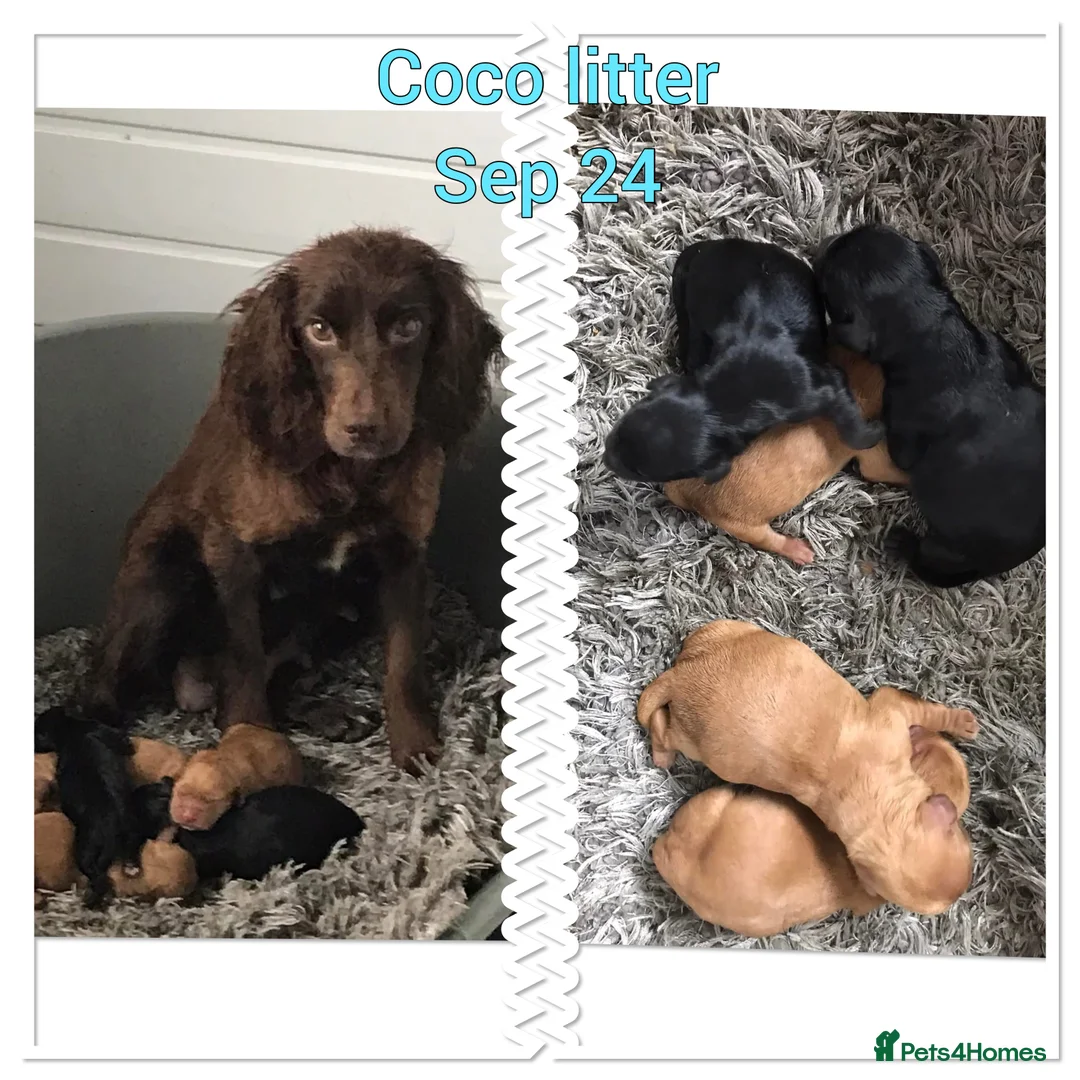 Miniature Poodle dogs for stud: mintiure poodle stud only kc health tested in Ely - Advert 7