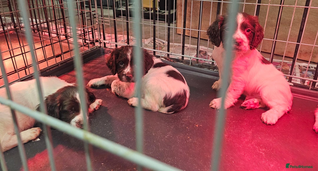 English Springer Spaniel dogs for sale: Working Springer Spaniel Pups L/w - Advert 1
