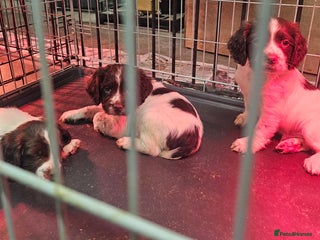 English Springer Spaniel dogs Working Springer Spaniel Pups L/w - Advert 2