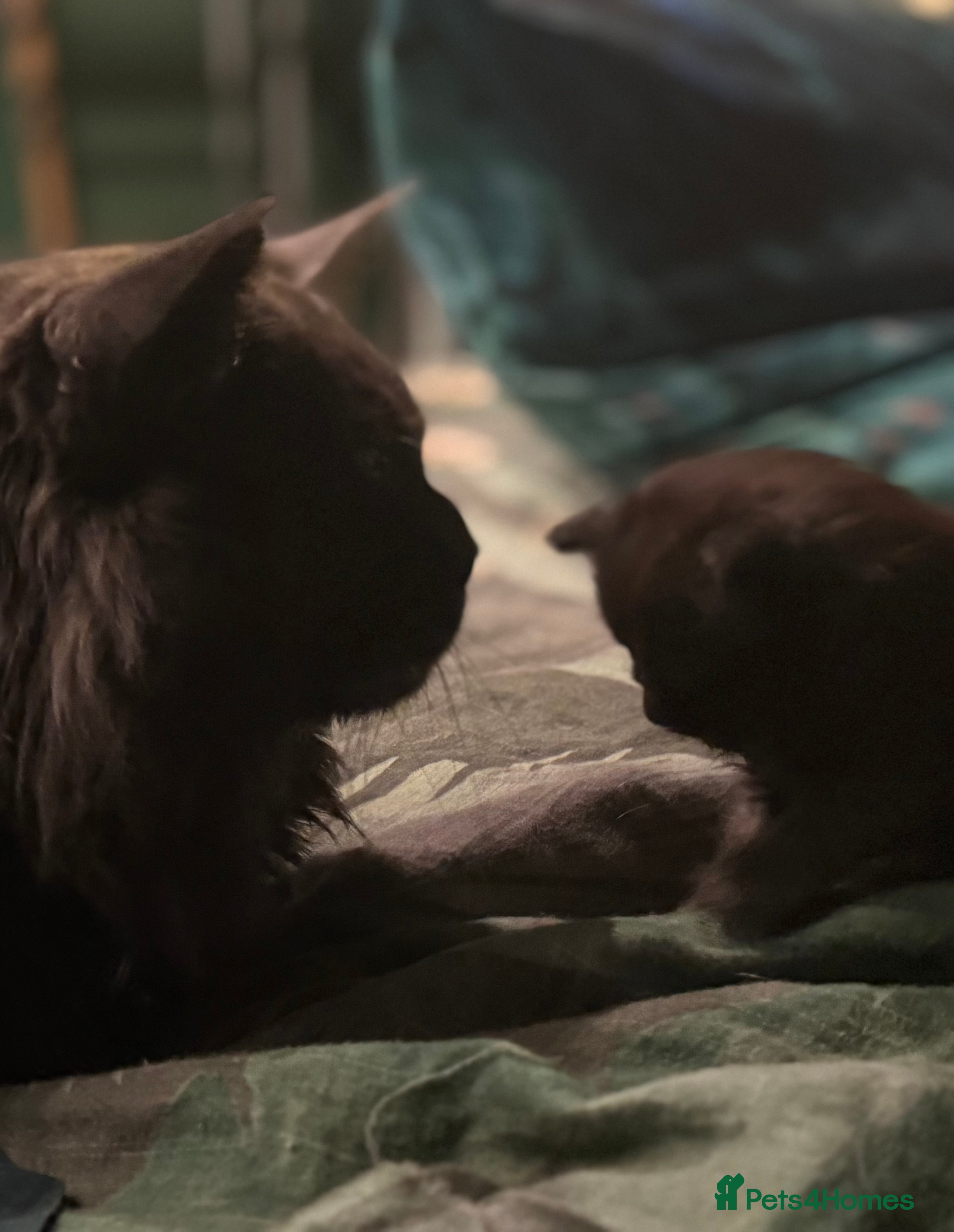 Maine Coon cats 4 pure bred Maine Coon kittens - Advert 12