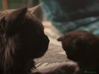 Maine Coon cats 4 pure bred Maine Coon kittens - Advert 12