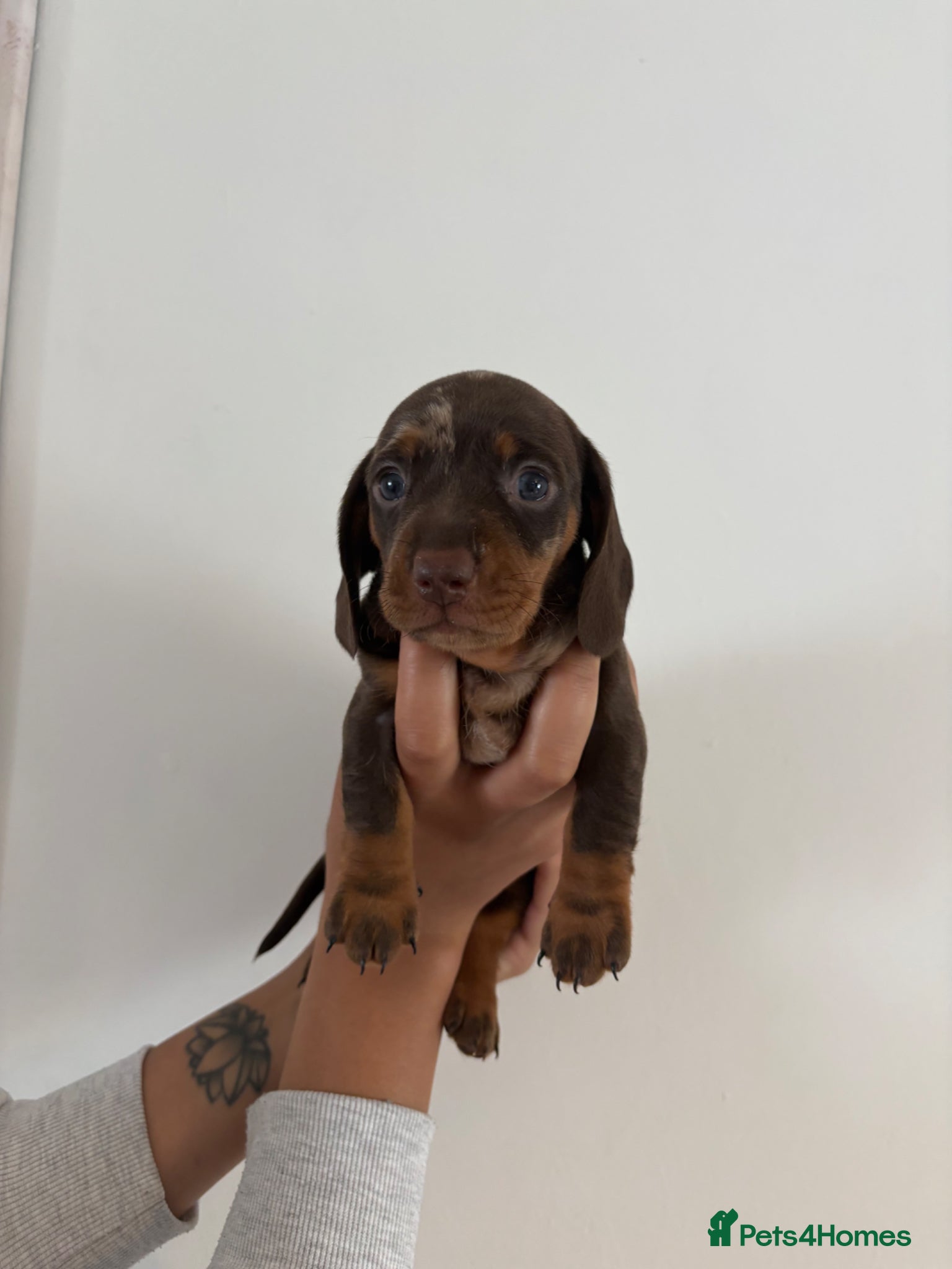 Miniature Dachshund dogs Miniature daschund  - Advert 16