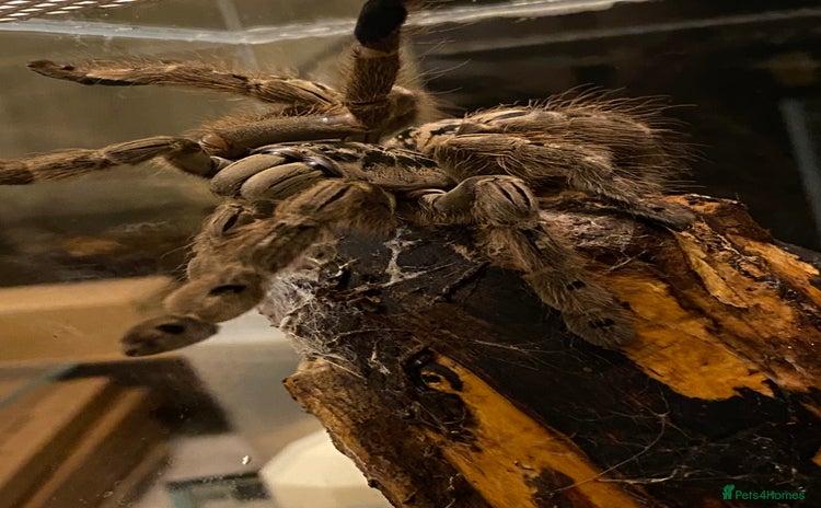 Tarantulas invertebrates - Advert 1