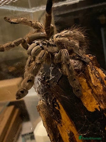 Tarantulas invertebrates - Advert 3