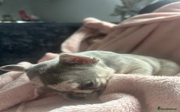 French Bulldog dogs for sale: Beautiful French bulldogs seek homes - Image 12