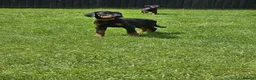 Dobermann dogs for sale: ☆☆Ready to leave Today  Black Doberman Puppies☆☆ - Advert 10
