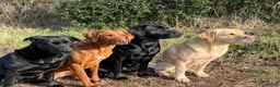 Labrador Retriever dogs for stud: For stud  in Market Drayton - Advert 6