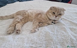 Scottish Fold cats for sale: 🐾 Adorable Scottish Kittens Seeking Loving Homes  - Image 4