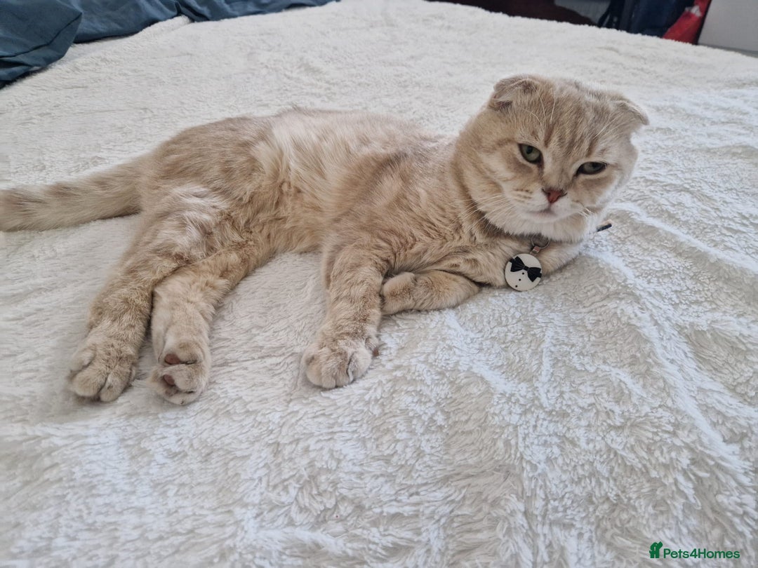 Scottish Fold cats for sale: 🐾 Adorable Scottish Kittens Seeking Loving Homes  - Image 4