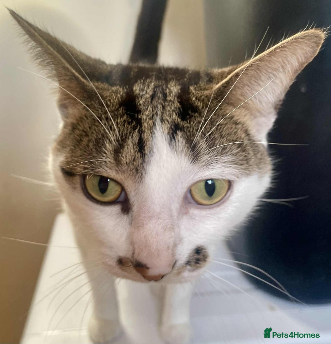 Mixed Breed cats for sale: 3 cats for sale  - Advert 5