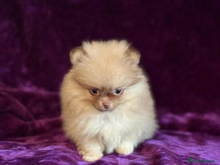 Pomeranian dogs - Advert 19