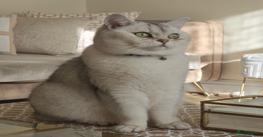 British Shorthair cats - Advert 4