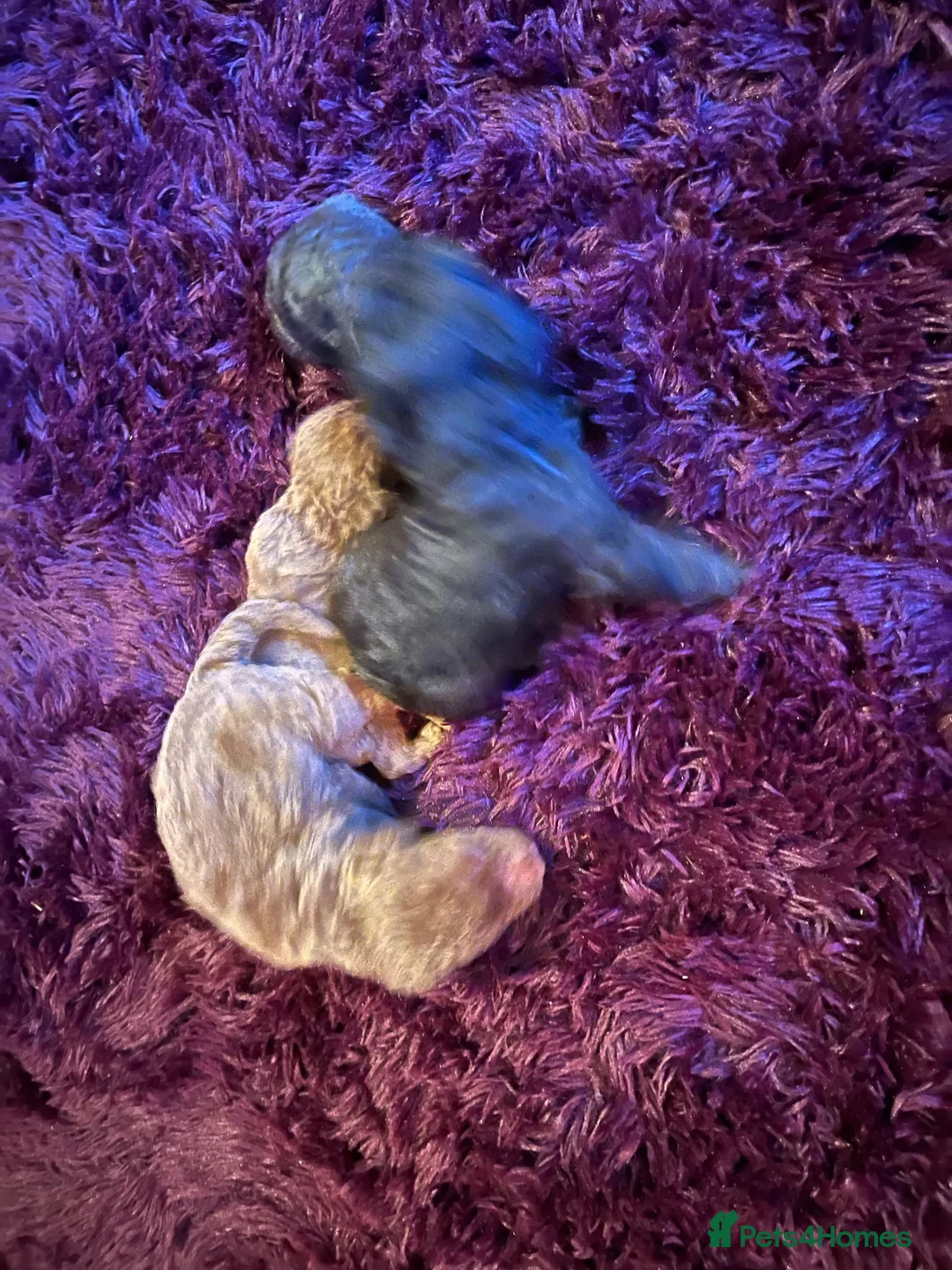 Bedlington Terrier dogs for sale: 4 lovely bedlington puppies  in Chipping Norton - Advert 8