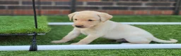 Labrador Retriever dogs for sale: Ready to leave 1 Male Yellow Labrador Retreiver in Swadlincote - Advert 4