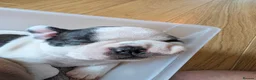 Boston Terrier dogs for sale: Boston Terrier Puppies  in Port Talbot - Advert 11