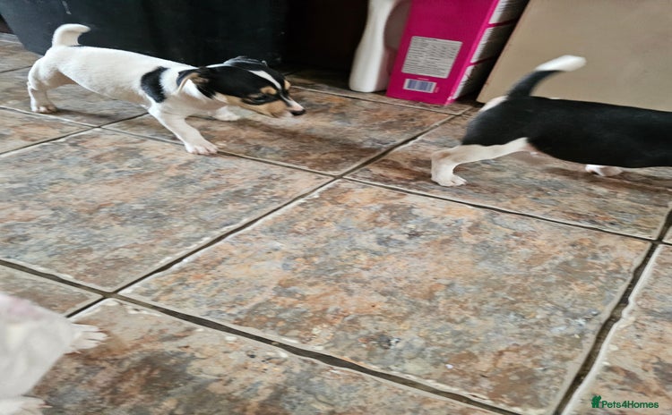 Jack Russell dogs - Advert 13
