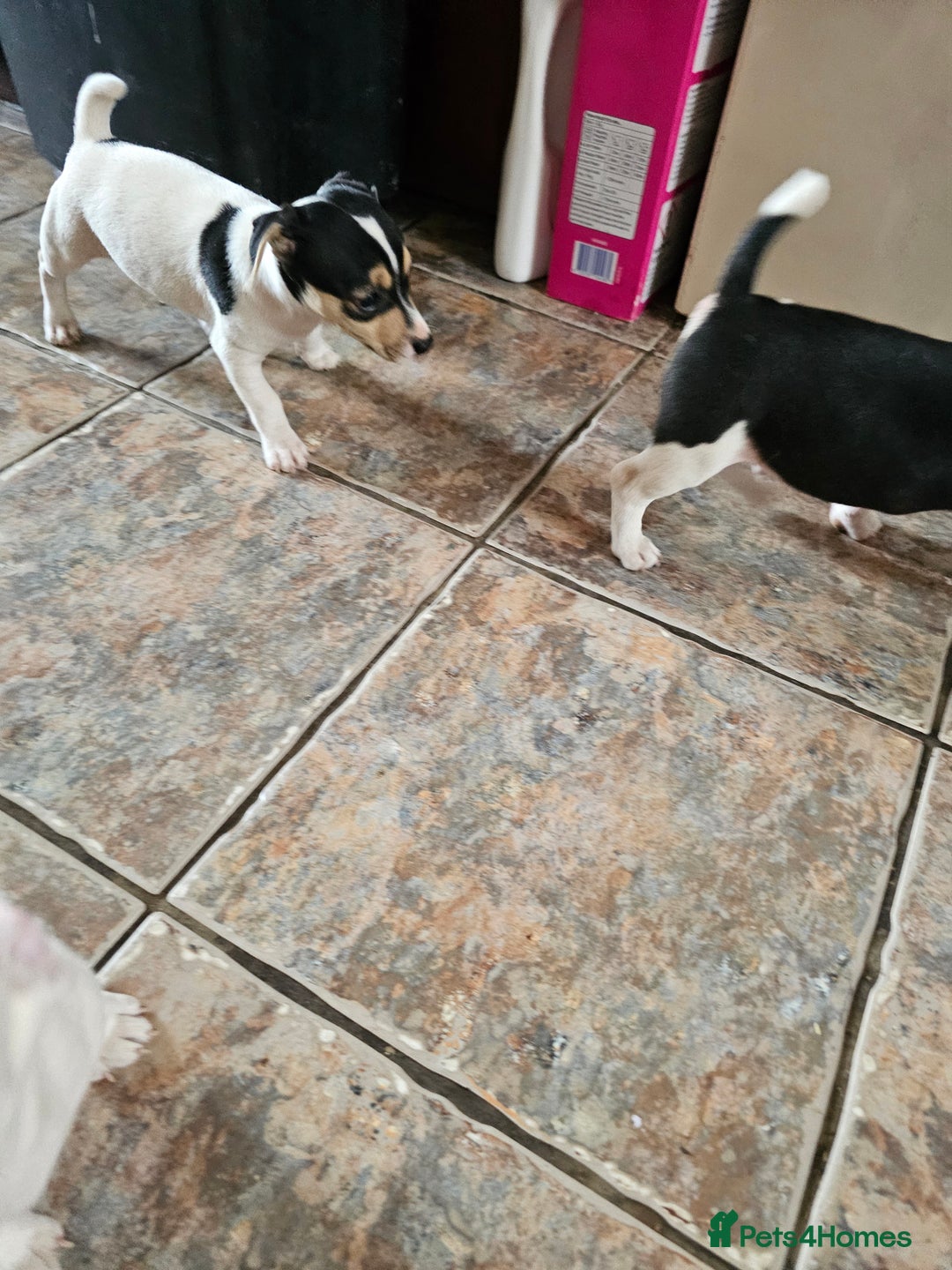 Jack Russell dogs for sale: Smooth coated Jack Russell dog pups - Image 1