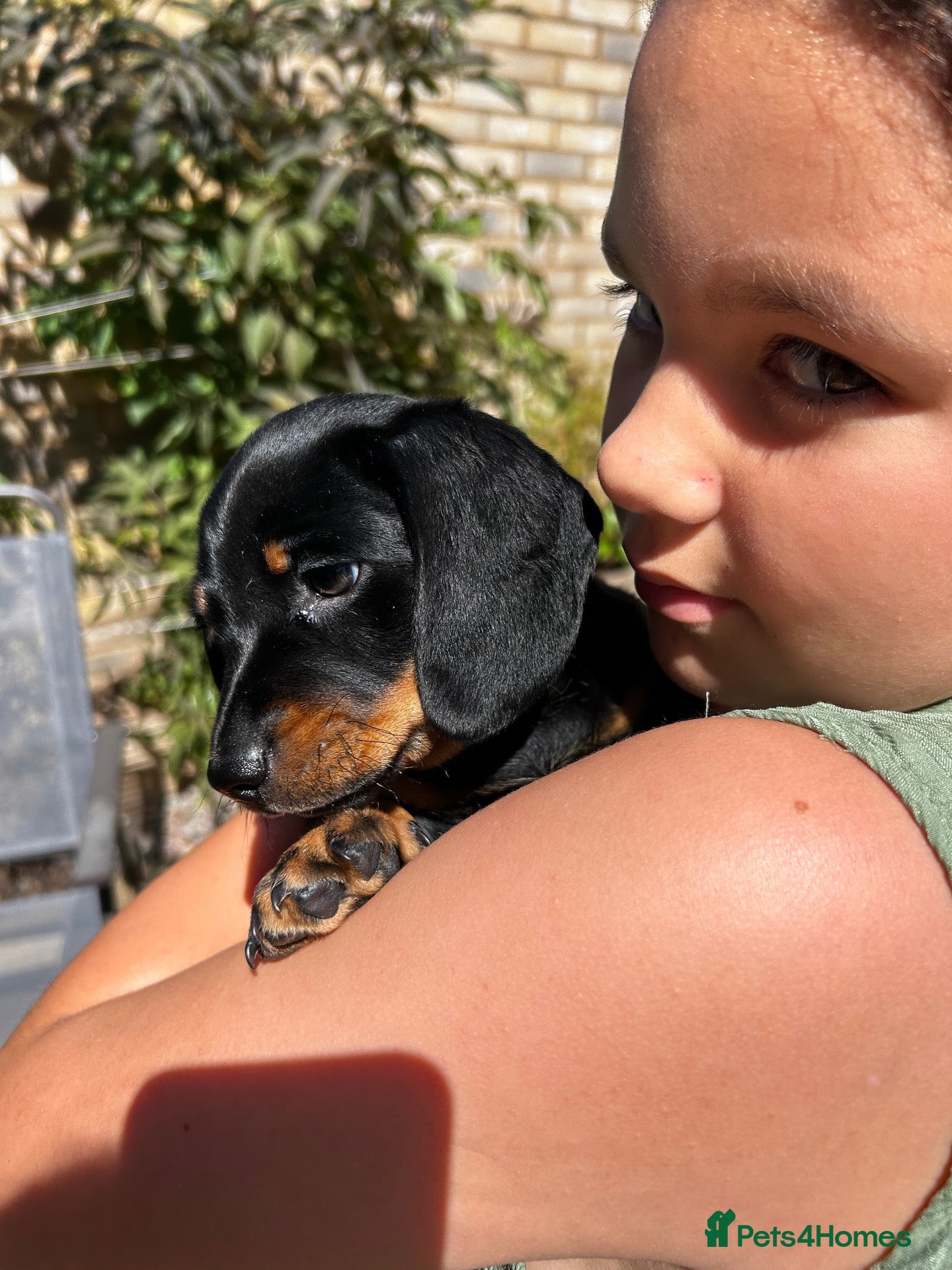 Miniature Dachshund dogs for sale: KC Miniature Black Tan Dachshund  - Advert 7