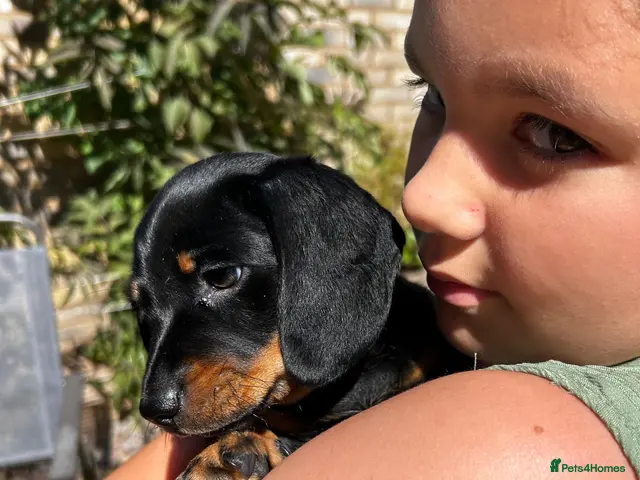 Miniature Dachshund dogs for sale: KC Miniature Black Tan Dachshund - Advert 7