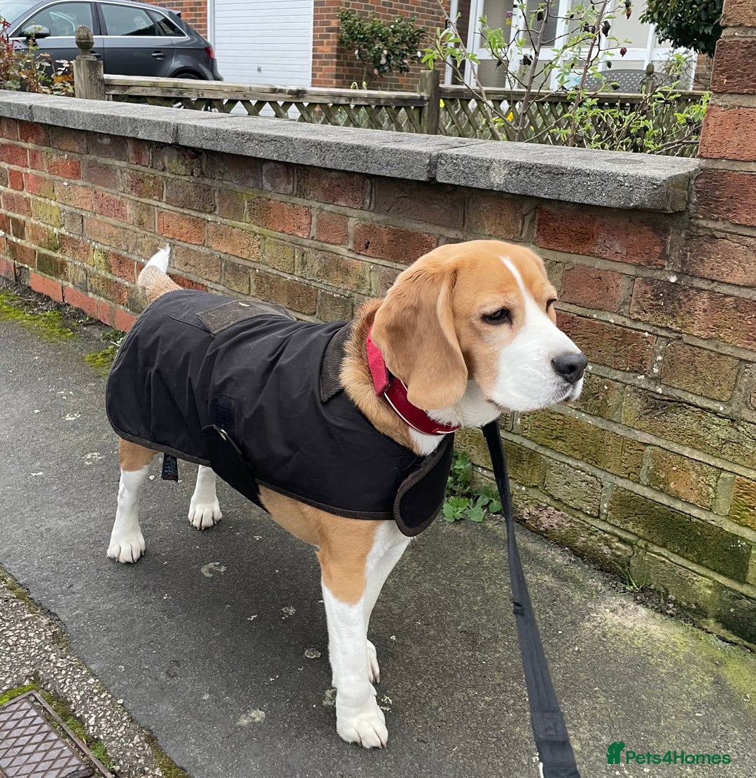 Beagle dogs for sale: Bella the Beagle - Image 4