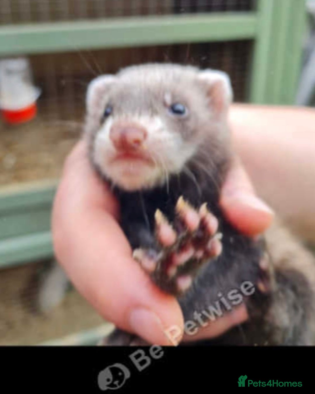 Ferret rodents for sale: 2 x polecats - Image 2