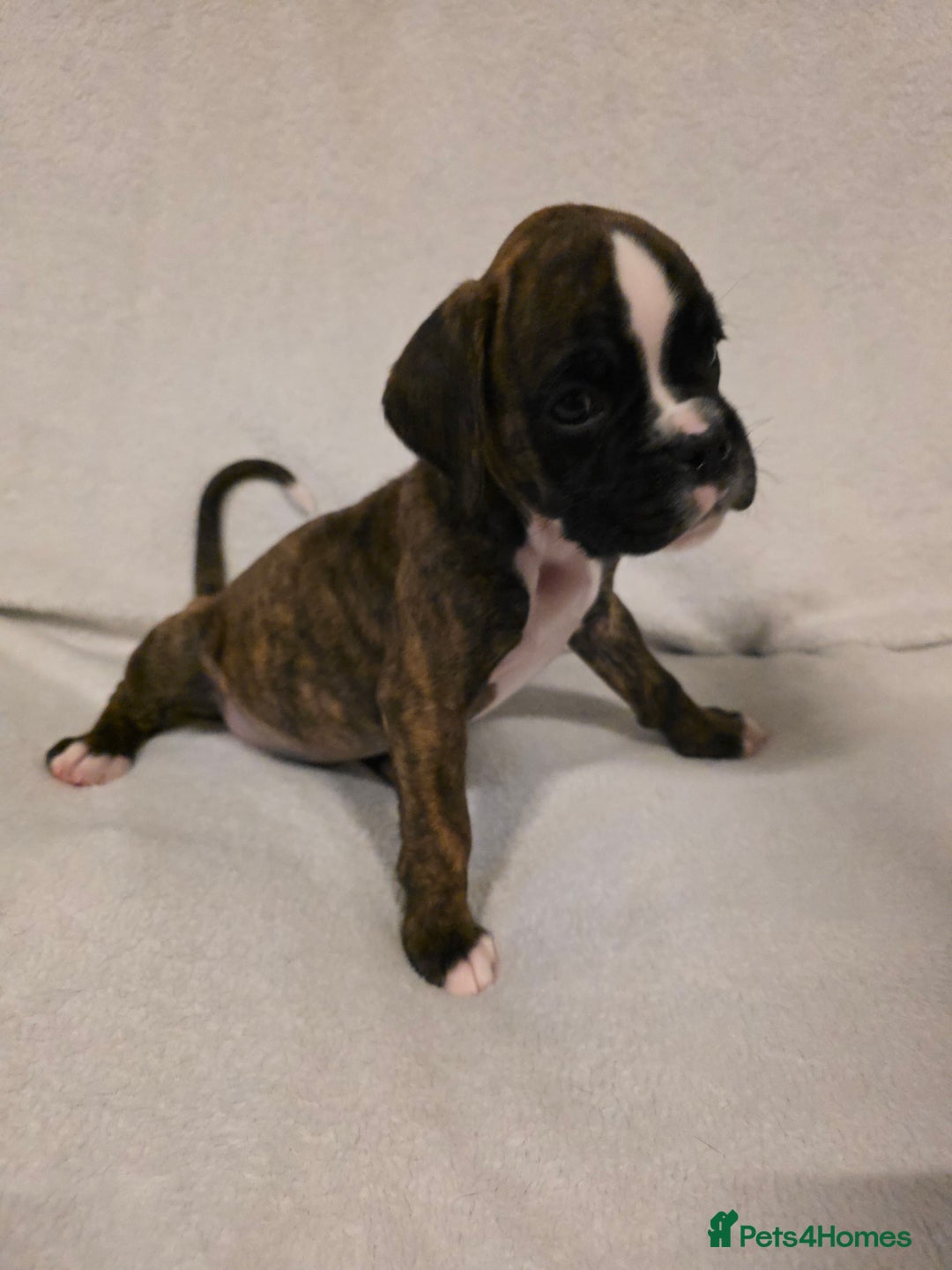 Boxer dogs for sale: Part European quality KC Reg Boxers - Advert 29