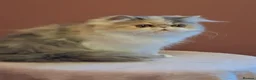 Persian cats for sale: Persian/exotic kittens - Advert 22