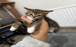 Bengal cats for sale: Half bengal kittens - Image 6