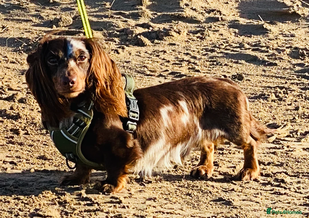 Miniature Dachshund dogs for sale: miniature Dachshund - Advert 1