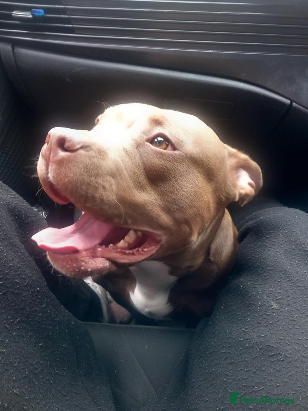 American Bully dogs for sale: princess for rehoming - Image 12