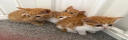 Domestic Shorthair cats for sale: Ginger kittens  - Advert 10