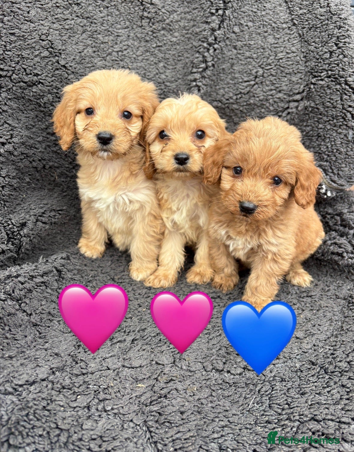 Cockapoo dogs for sale: 3 adorable Cockerpoo puppies  - Advert 2