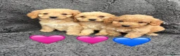 Cockapoo dogs for sale: 3 adorable Cockerpoo puppies  in Leicester - Advert 2