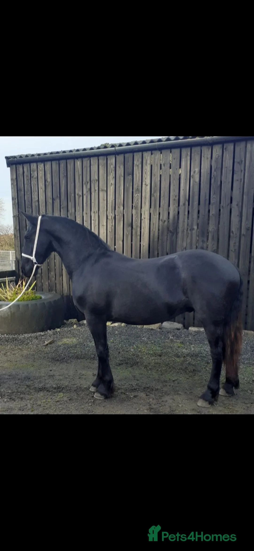 Friesian horses for sale: Fresian gelding for sale - Advert 2