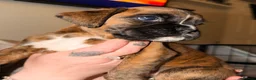 Boxer dogs for sale: 🐾 Exceptional KC Registered Boxer Puppies 🐾 - Advert 5