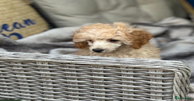 Toy Poodle dogs - Advert 13