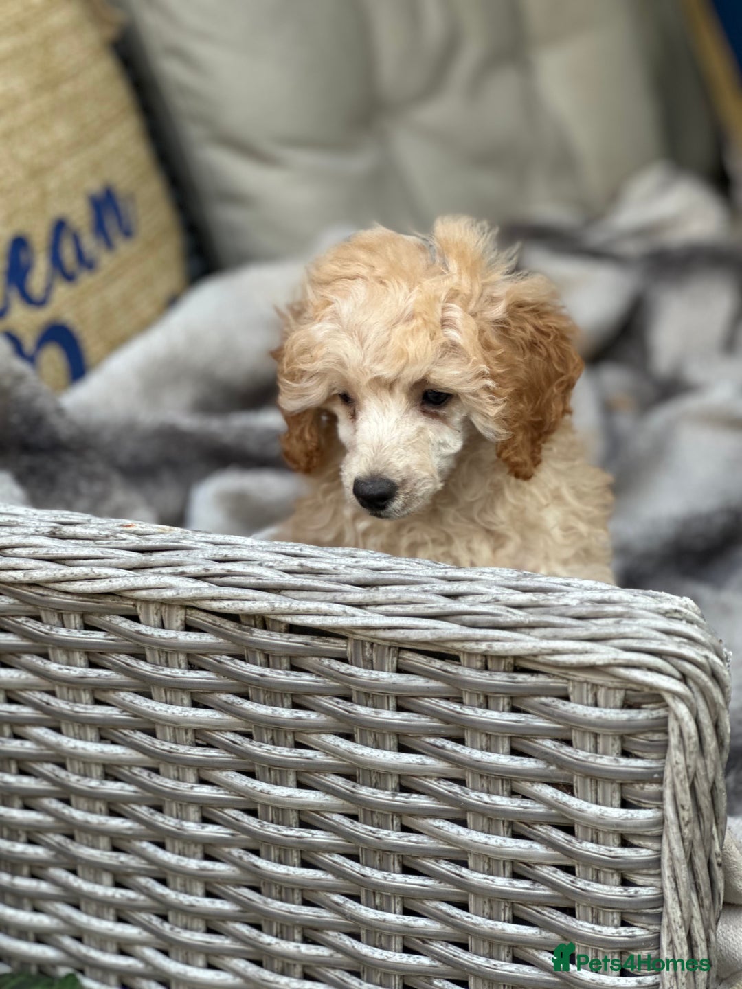 Toy Poodle dogs for sale: Singleton hand reared toy poodle !  - Image 2